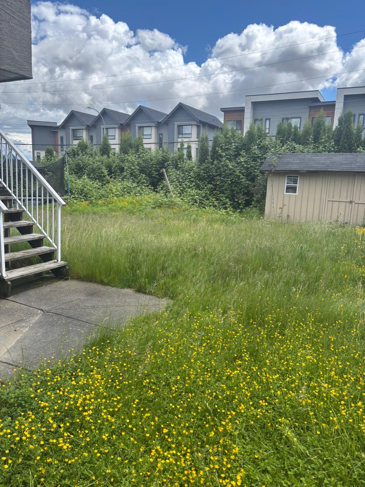 Lawn after mowing